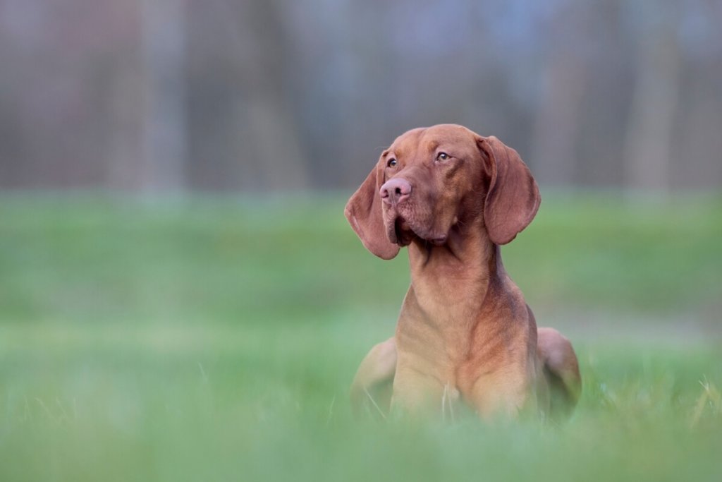 Węgierski wyżeł krótkowłosy (vizsla) w eleganckiej pozycji na trawie, na tle rozmytego krajobrazu.