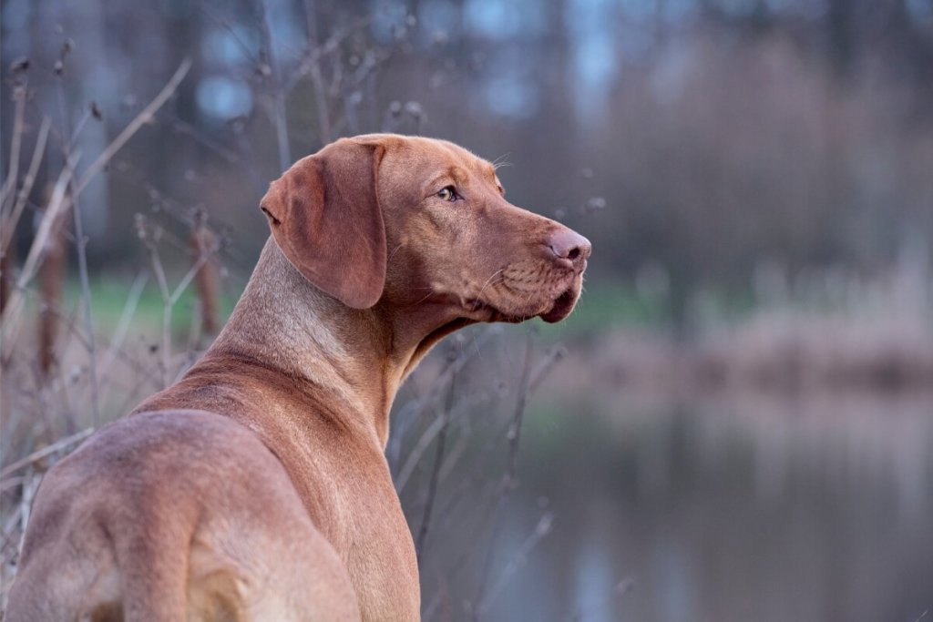 Węgierski wyżeł krótkowłosy (vizsla) patrzący w dal, z profilu, na tle zimowego krajobrazu przy wodzie.