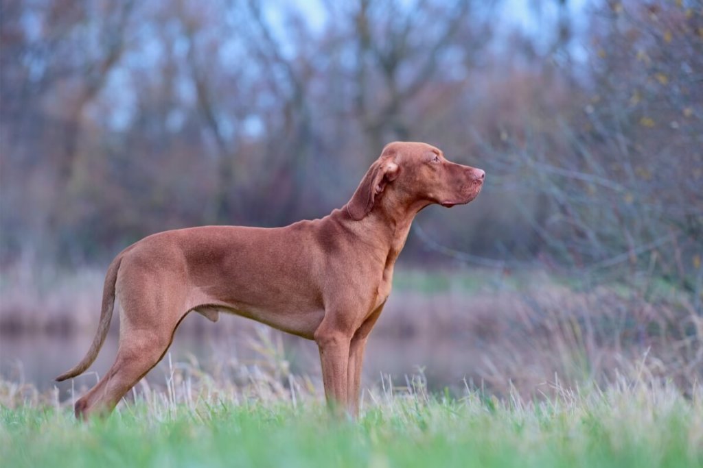 Węgierski wyżeł krótkowłosy (vizsla) w pełnej sylwetce na tle przyrody, stojący w pozycji wystawowej.