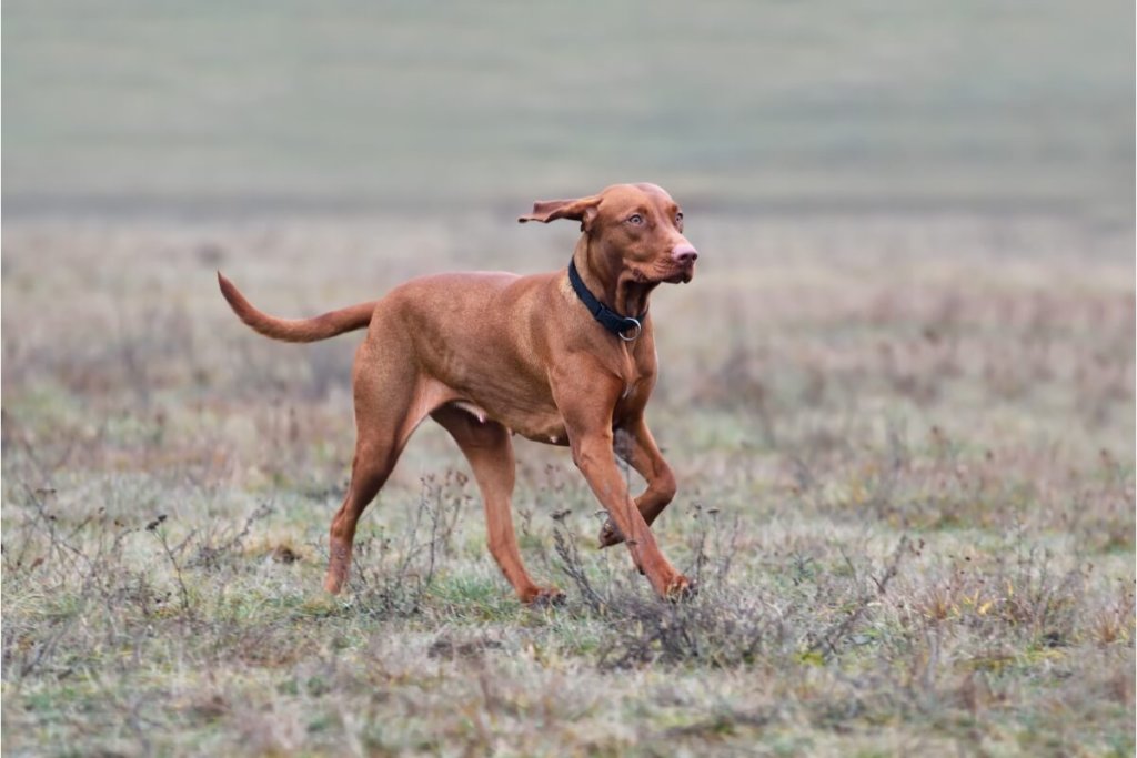 Węgierski wyżeł krótkowłosy (vizsla) w ruchu na otwartej przestrzeni.