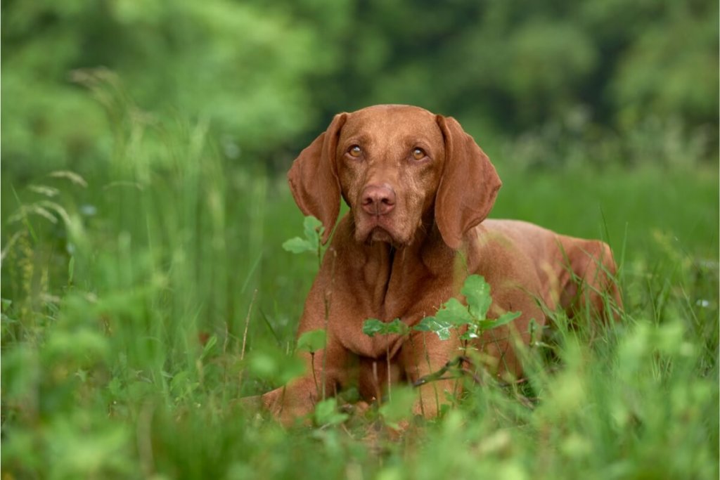 Węgierski wyżeł krótkowłosy (vizsla) leżący w zielonej trawie, spokojny i uważny, z bujną roślinnością w tle.