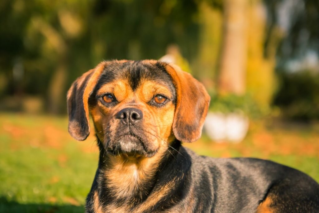 Zbliżenie na psa rasy puggle z czarno-brązową sierścią, patrzącego prosto w obiektyw, na tle słonecznego parku.