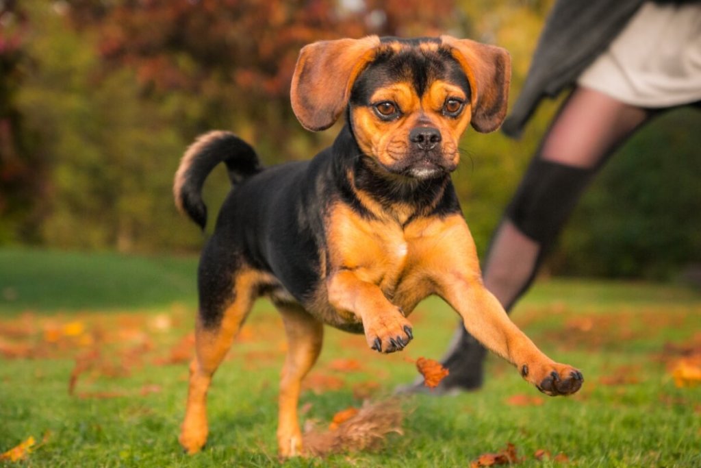 Pies rasy puggle w skoku z uniesioną łapą, czarno-brązowy z krótką sierścią, na tle jesiennego parku z trawą i opadłymi liśćmi.