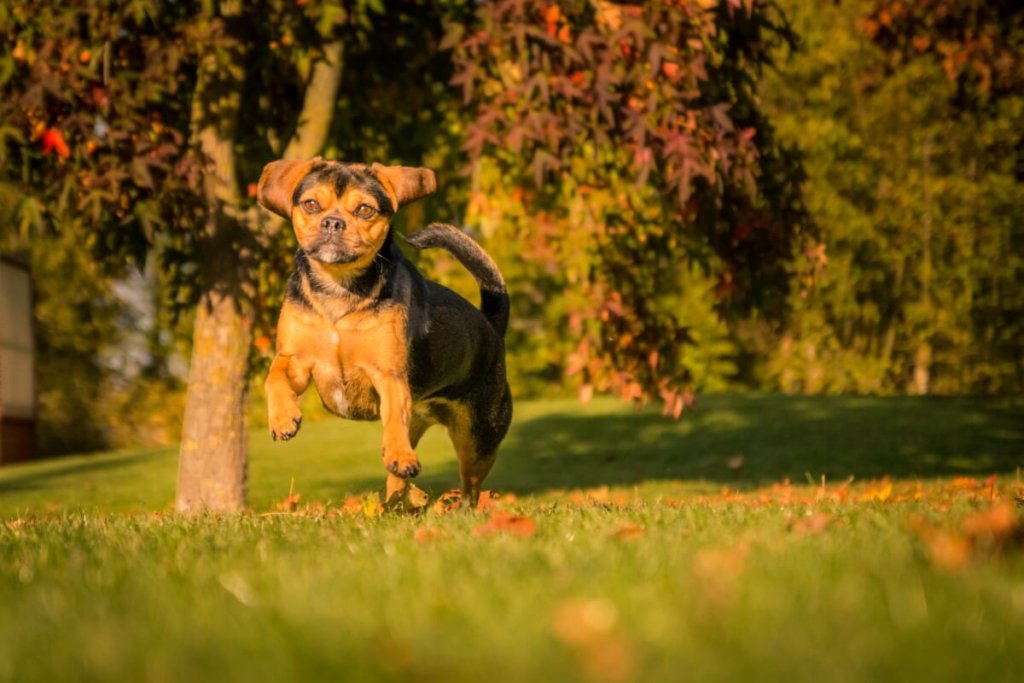 Skaczący pies rasy puggle, czarno-brązowy, w jesiennym otoczeniu z drzewami i liśćmi w tle.