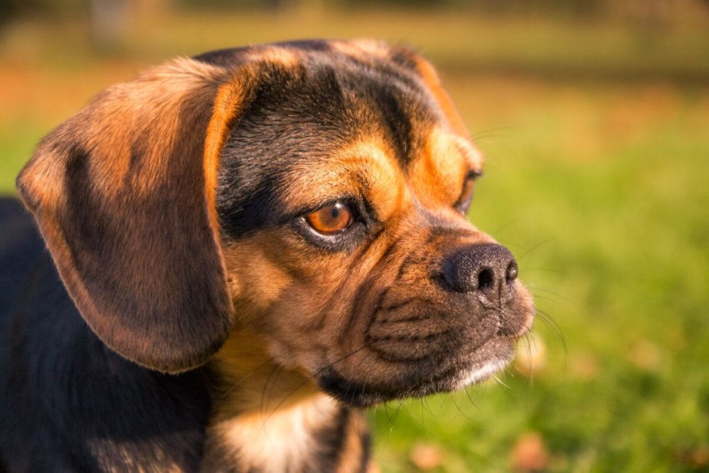 Zbliżenie na pysk psa rasy puggle, z charakterystycznymi brązowo-czarnymi umaszczeniami i wyrazistymi brązowymi oczami, na tle zielonej trawy.