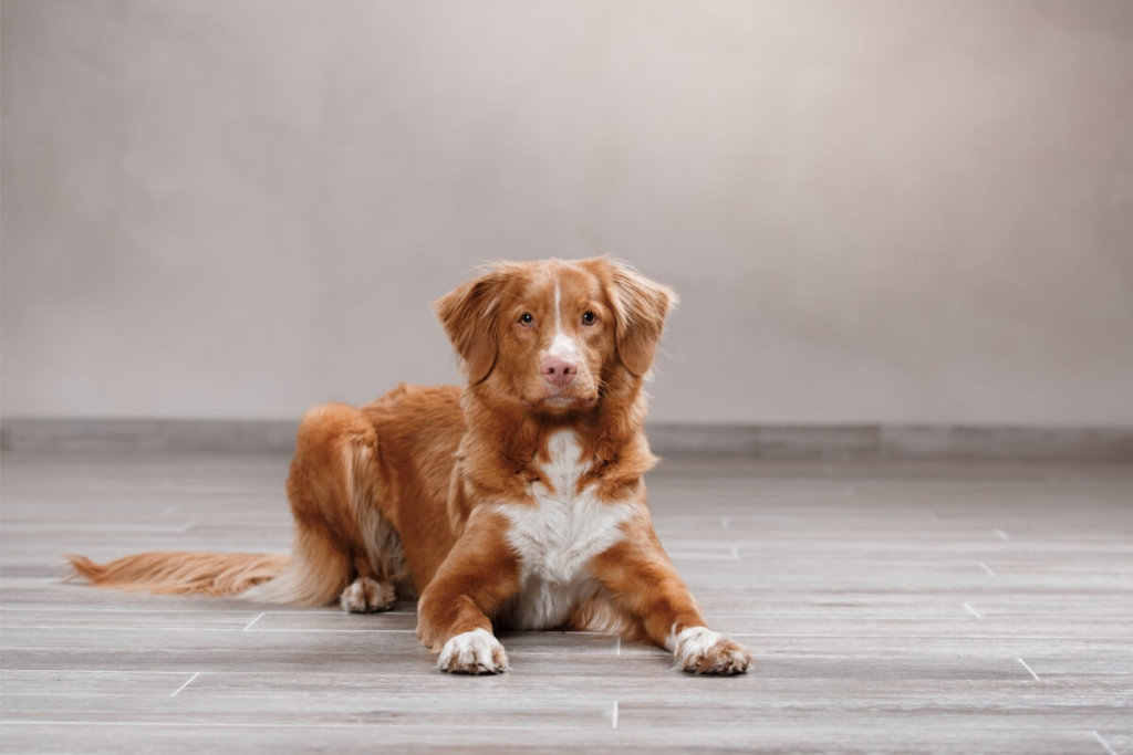 Retriever z Nowej Szkocji leżący na podłodze, z uważnym spojrzeniem i brązowo-białą sierścią.