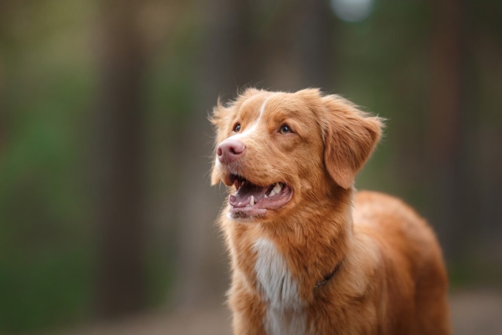 Retriever z Nowej Szkocji z radosnym wyrazem pyska, widoczny na tle rozmytego lasu.