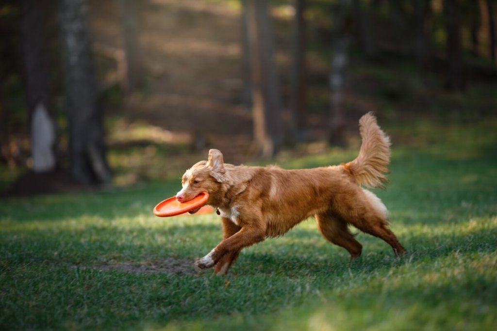 Retriever z Nowej Szkocji biegnący po trawie z frisbee w pysku, w tle las.