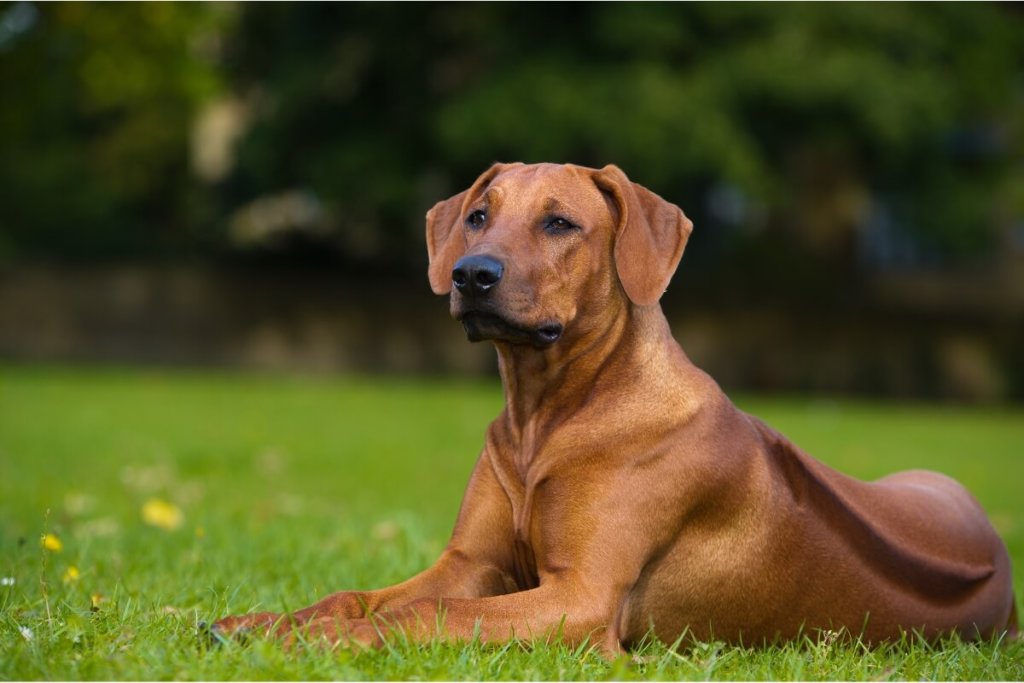 Rodezyjski Ridgeback leżący na trawie.