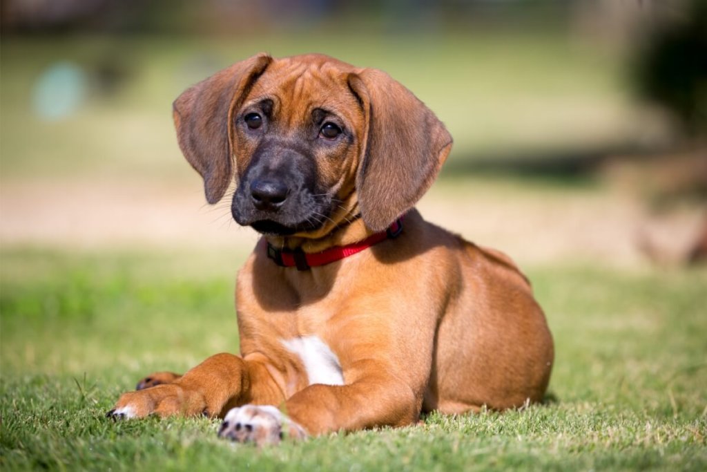 Rodezyjski Ridgeback szczeniak leżący na trawie w słoneczny dzień.