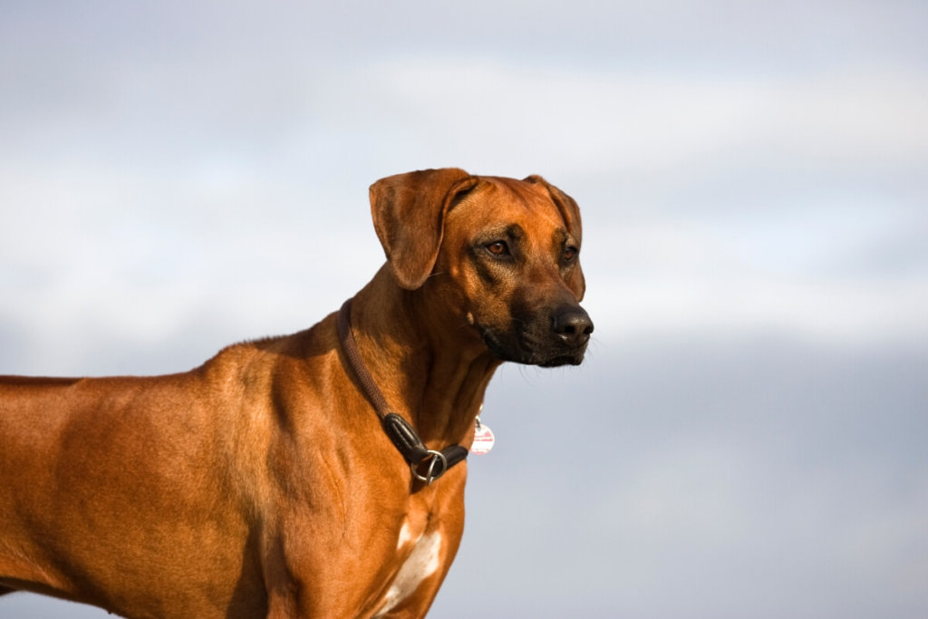 Rodezyjski Ridgeback patrzący w dal na tle jasnego nieba.