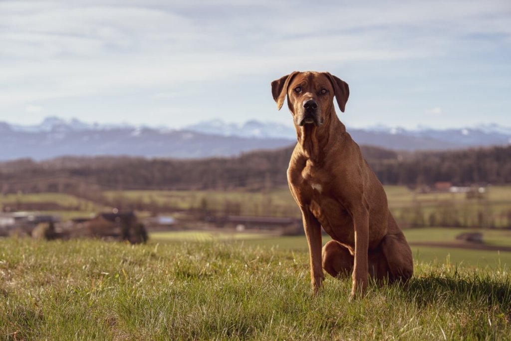 Rodezyjski Ridgeback siedzący na łące z widokiem na góry.