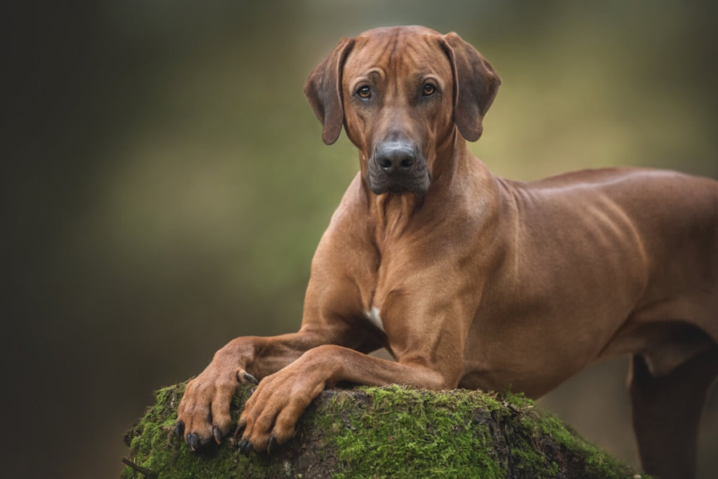 Rodezyjski Ridgeback oparty na porośniętym mchem kamieniu, z poważnym spojrzeniem.