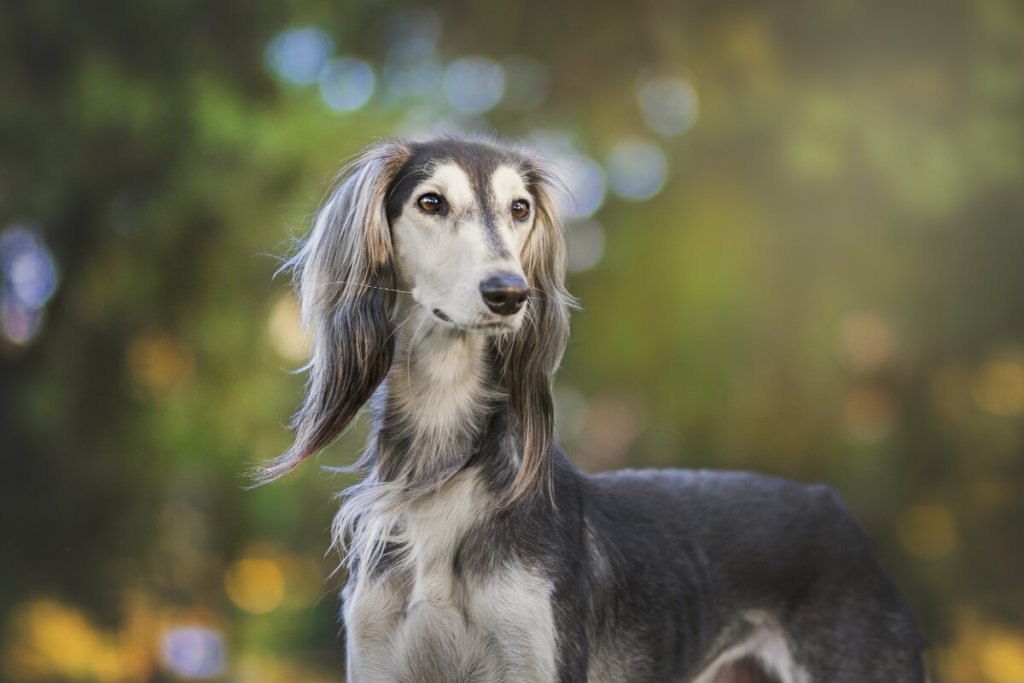 Saluki o eleganckim wyglądzie i delikatnej sierści, z charakterystycznym długim pyskiem i puszystymi uszami, na tle rozmytego krajobrazu.