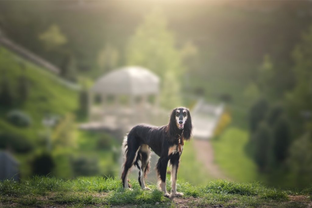 Saluki na tle malowniczego krajobrazu, z rozmytym budynkiem w tle, prezentuje swoją elegancję i smukłą sylwetkę.