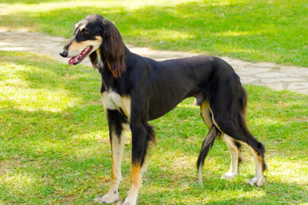 Saluki w plenerze, odpoczywający na trawie w cieniu drzew, eksponuje swoją delikatną, smukłą budowę i eleganckie rysy.