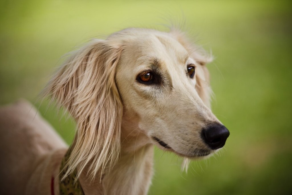 Portret Saluki z delikatnymi, opadającymi uszami i łagodnym spojrzeniem, ukazujący elegancję tej rasy.