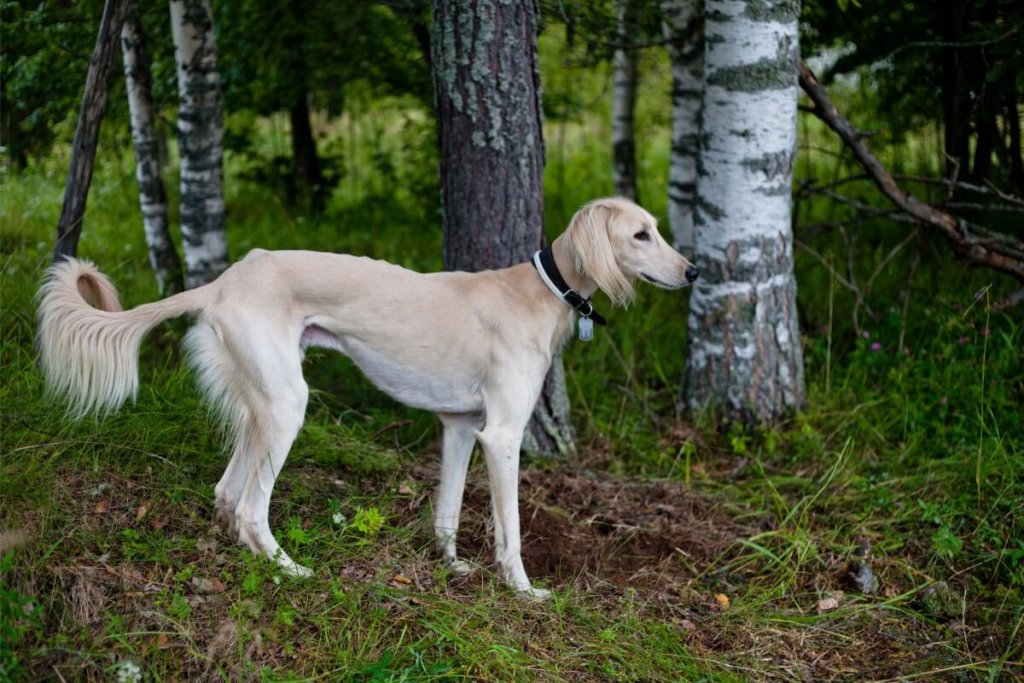 Saluki w całej okazałości, w naturalnym otoczeniu lasu, z widocznym smukłym profilem i charakterystycznym ogonem.