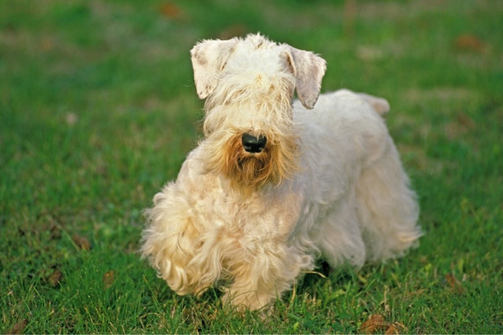 Sealyham terrier o białej, kręconej sierści i charakterystycznej brodzie, stojący na zielonej trawie.