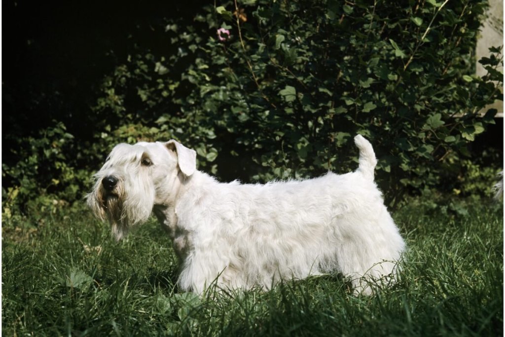 Sealyham terrier o białej sierści, stojący na trawie w otoczeniu zielonych krzewów, z ogonem uniesionym do góry.