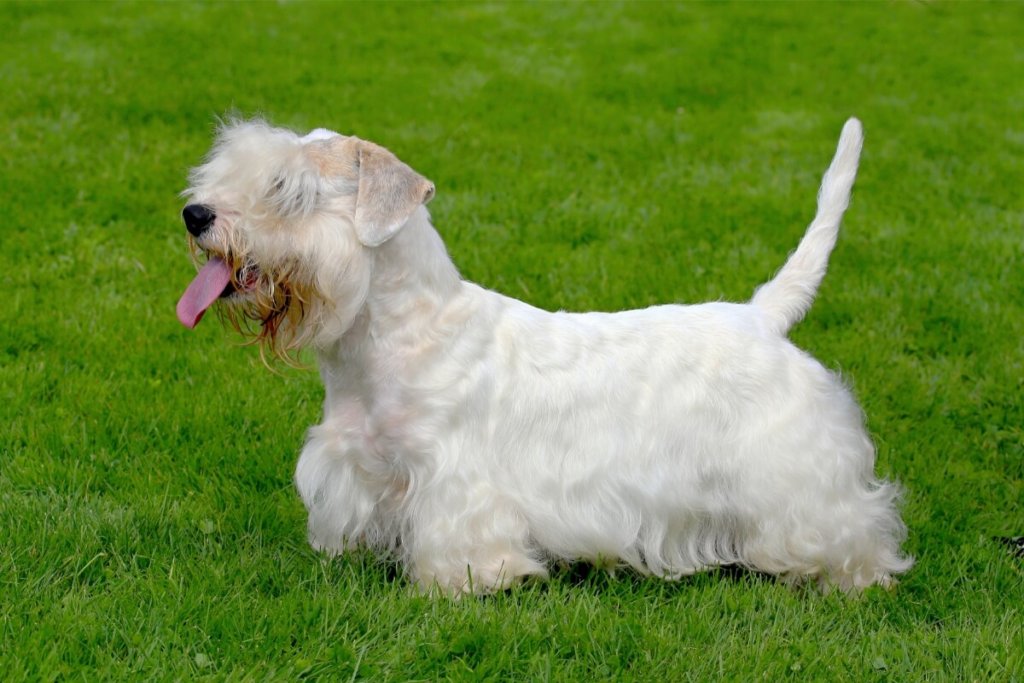 Sealyham terrier o białej, długiej sierści, stojący na zielonej trawie z wystawionym językiem.