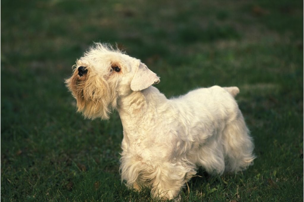 Sealyham terrier z białą, puszystą sierścią, stojący na trawie, zwrócony profilem z podniesionym nosem.