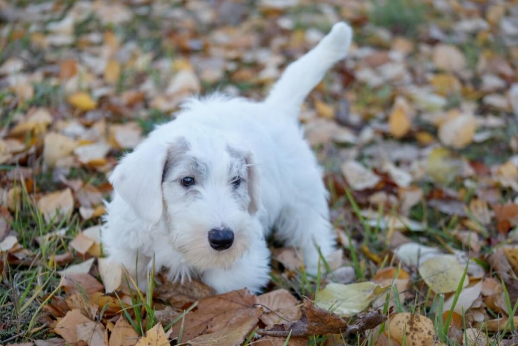 Sealyham terrier szczeniak z białą sierścią i delikatnymi szarymi plamami na głowie, stojący na opadłych jesiennych liściach.