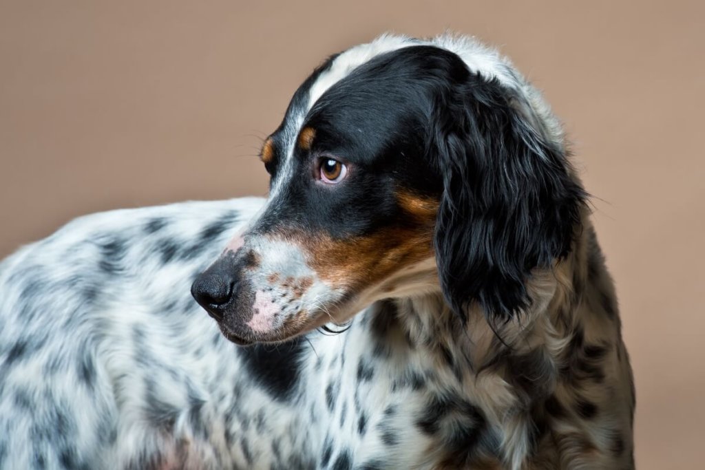 Angielski setter z czarną głową i białą sierścią w czarne plamki, w studio na beżowym tle.