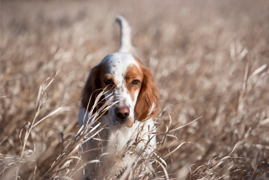 Angielski setter z rudymi uszami i białą sierścią w brązowe plamki, stojący w wysuszonych trawach.