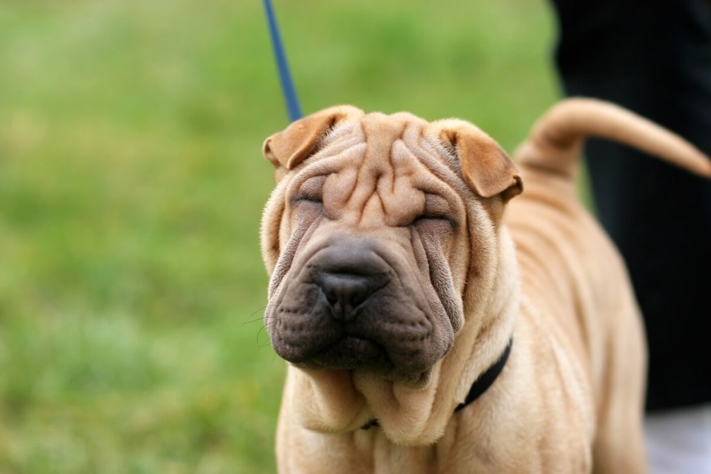 Pies rasy Shar Pei na smyczy, z charakterystycznymi zmarszczkami na pyszczku, stojący na zielonej trawie.