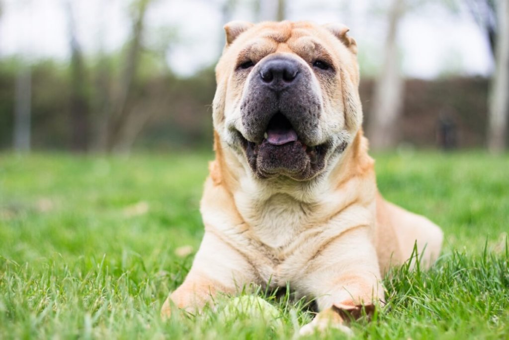 Pies rasy Shar Pei leżący na trawie, z otwartym pyskiem, w tle rozmyta sceneria parku.