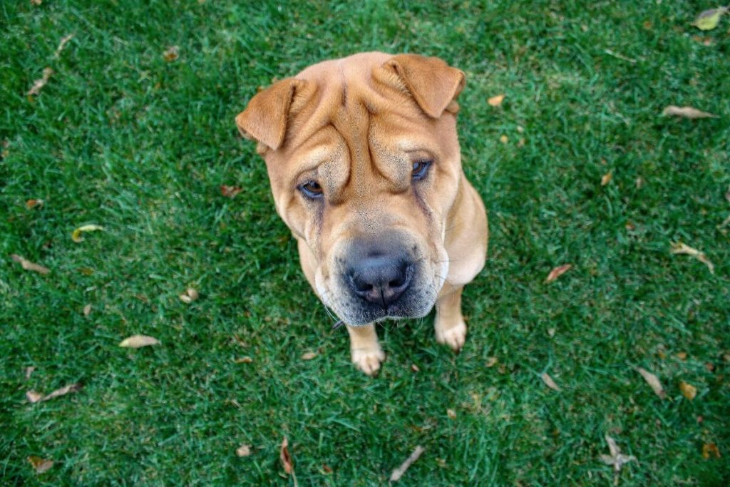 Shar Pei patrzący w górę, stojący na trawie, z charakterystycznymi fałdami na pysku.