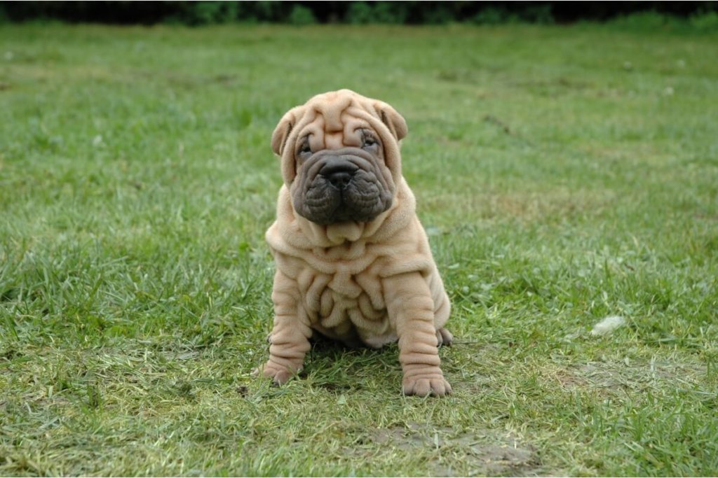 Szczeniak rasy Shar Pei siedzący na trawie. 