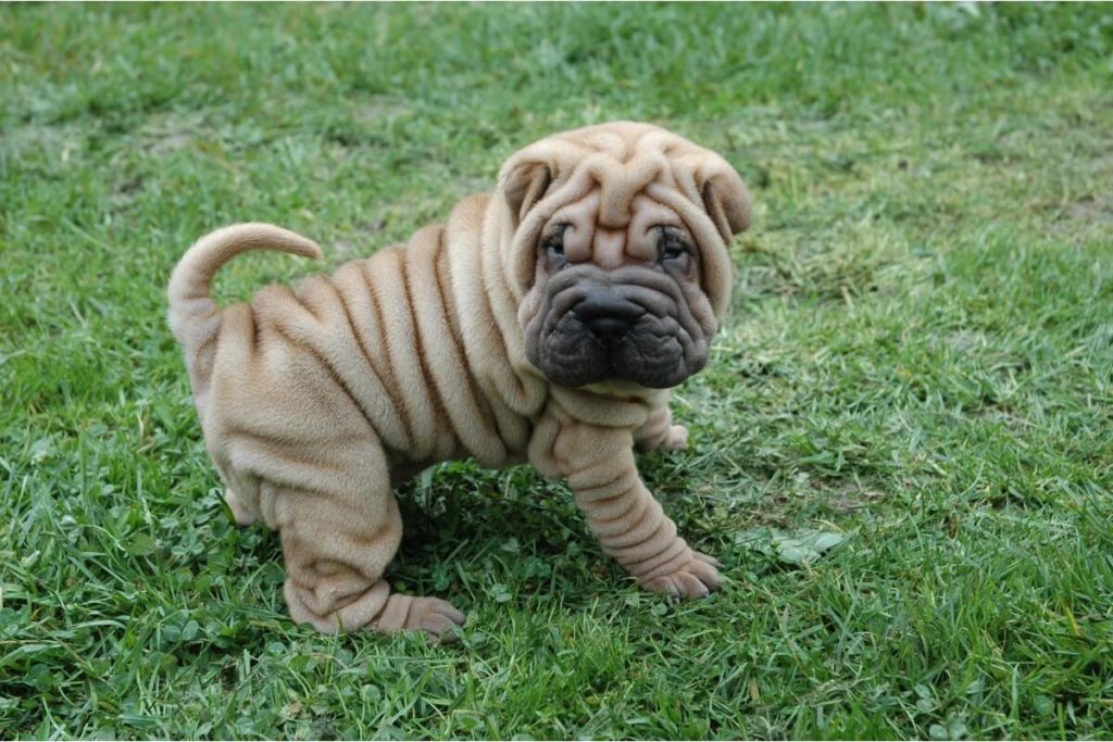 Uroczy szczeniak Shar Pei z licznymi fałdami na skórze, stojący na zielonej trawie.