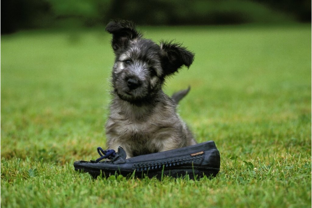 Uroczy szczeniak rasy Skye terrier siedzący na trawie z czarnym butem obok siebie, z lekko przechyloną głową.