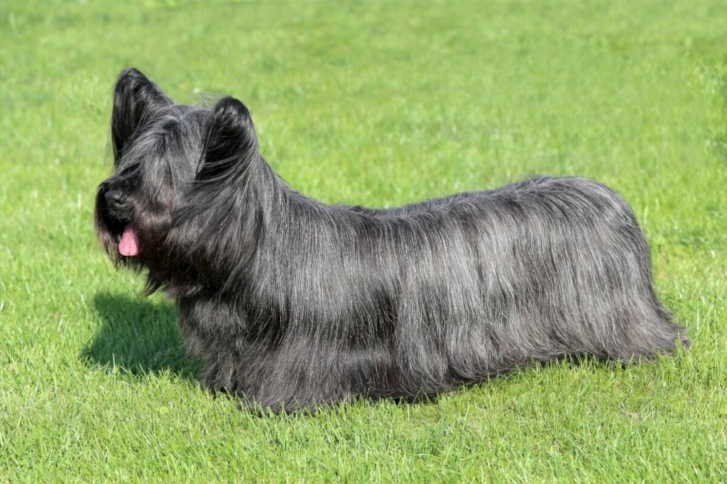 Czarny Skye terrier stojący na świeżej, zielonej trawie, z widocznym językiem i charakterystyczną długą sierścią.