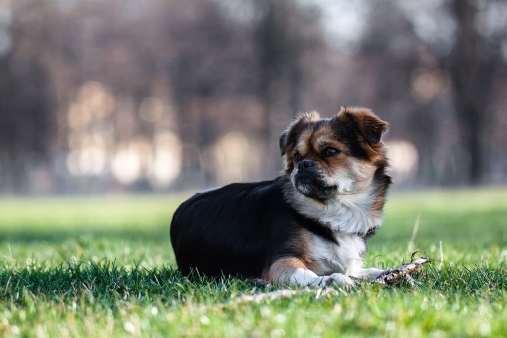 Spaniel tybetański leżący na trawie w parku.