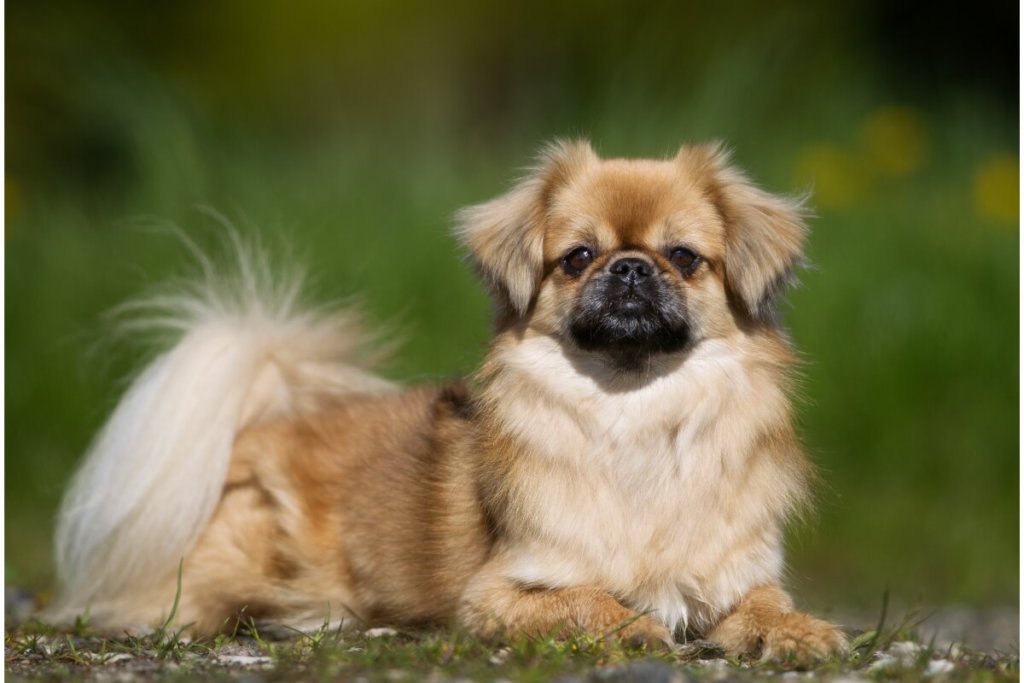 Spaniel tybetański o jasnobrązowej sierści i puszystym ogonie leży na trawie w słoneczny dzień.