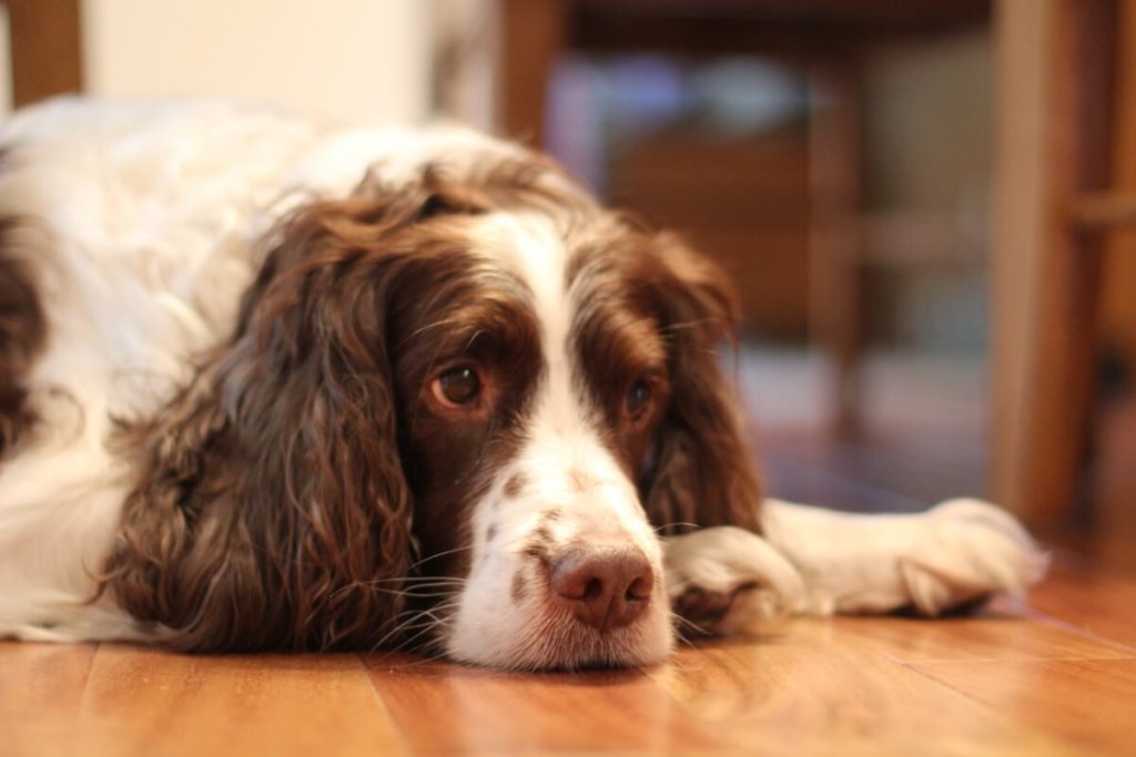 Spaniel angielski leżący na podłodze w domu.