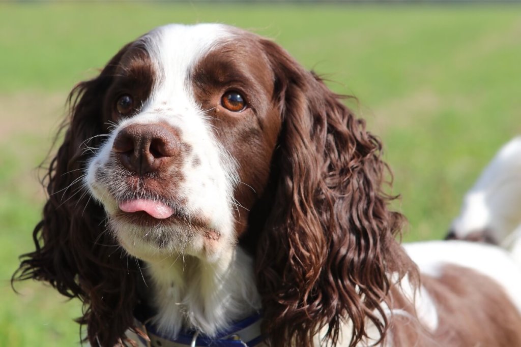 Uroczy spaniel angielski na tle zieleni, wystawiający język.