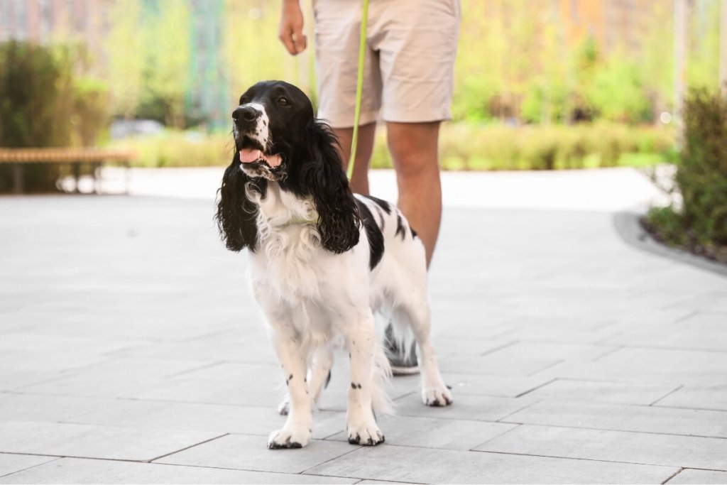 Spaniel angielski na spacerze z właścicielem, na tle miejskiego parku.