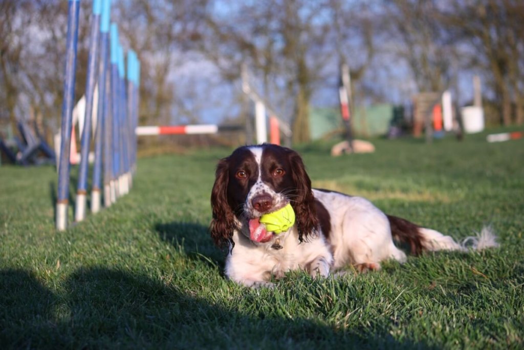 Spaniel angielski leżący na trawie z piłką w pysku na torze agility.