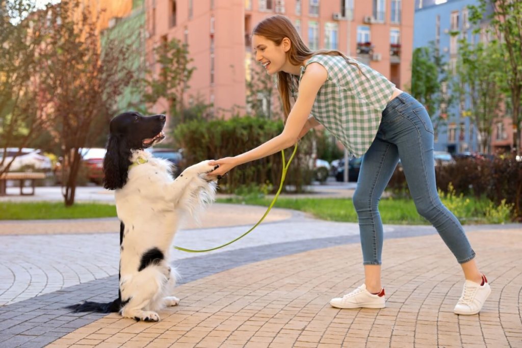 Spaniel angielski uczący się sztuczki podawania łapy z właścicielką w miejskim parku.