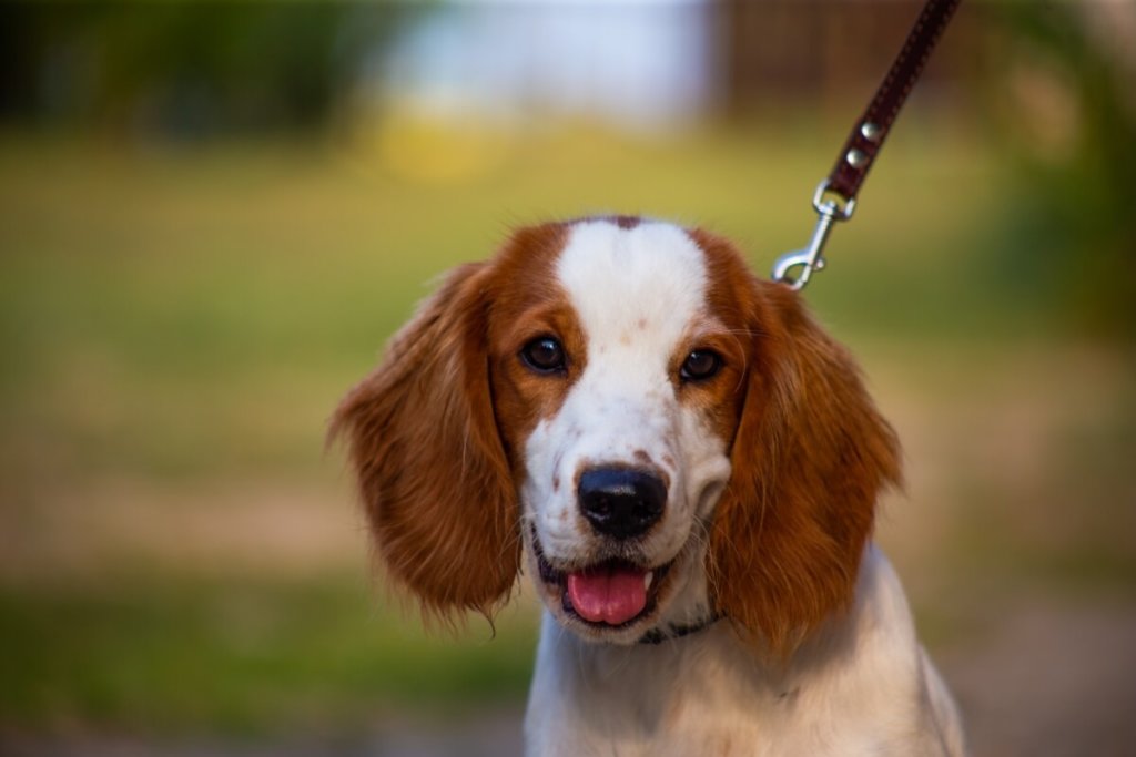 Uśmiechnięty spaniel walijski na smyczy w naturalnym otoczeniu.