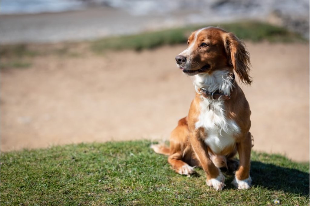 Uroczy spaniel walijski odpoczywający na trawie, z widokiem na plażę.