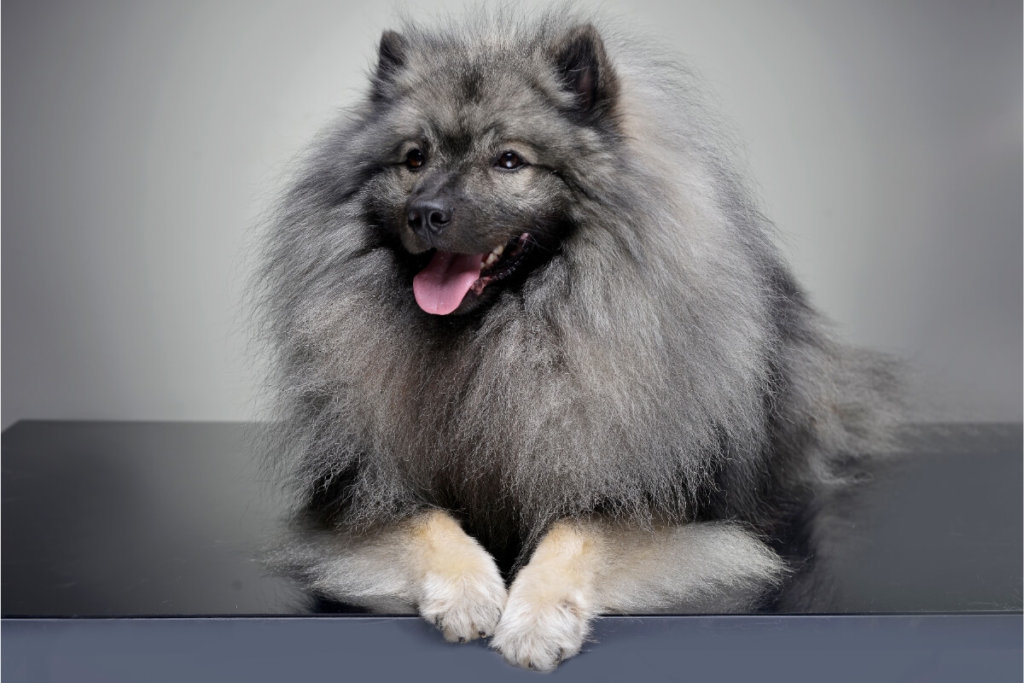 Radosny Keeshond z gęstą, szaro-srebrną sierścią, leżący na tle neutralnego studia.