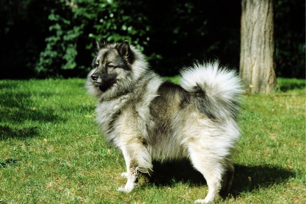 Keeshond o puszystym szarym umaszczeniu stojący na zielonej trawie w parku.