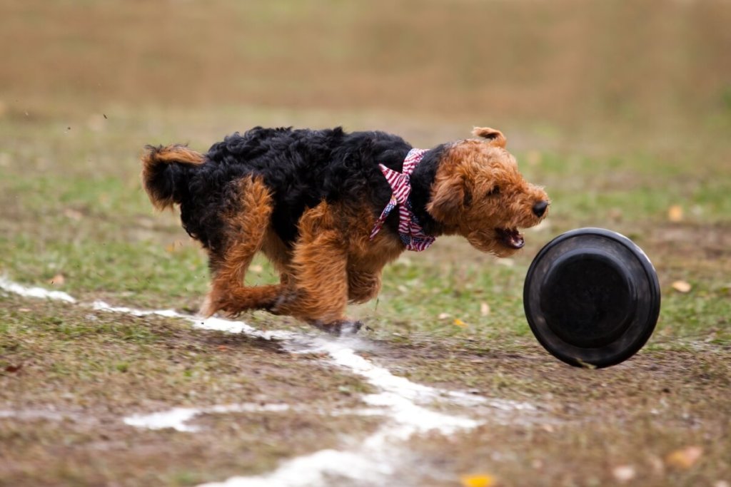 Radosny terier walijski w ruchu – pogoń za frisbee na tle zielonego boiska.