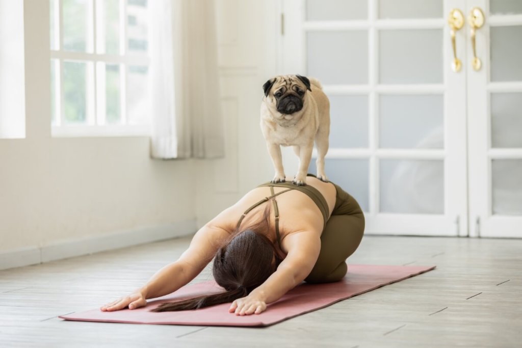 Mops uczestniczący w zajęciach Puppy Yoga – zabawne połączenie relaksu i fitnessu z psem.