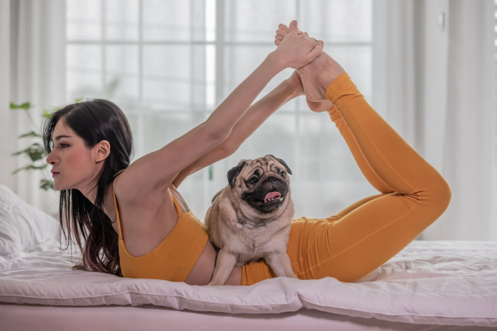 Mops uczestniczący w zajęciach Puppy Yoga, siedzący na brzuchu kobiety podczas wykonywania pozycji jogi.